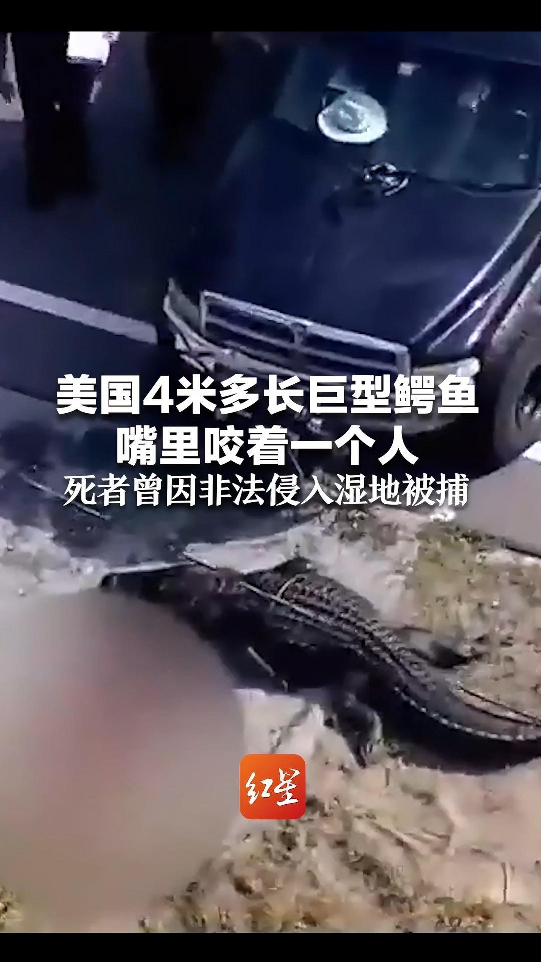 美国4米多长巨型鳄鱼嘴里咬着一个人死者曾因非法侵入湿地被捕