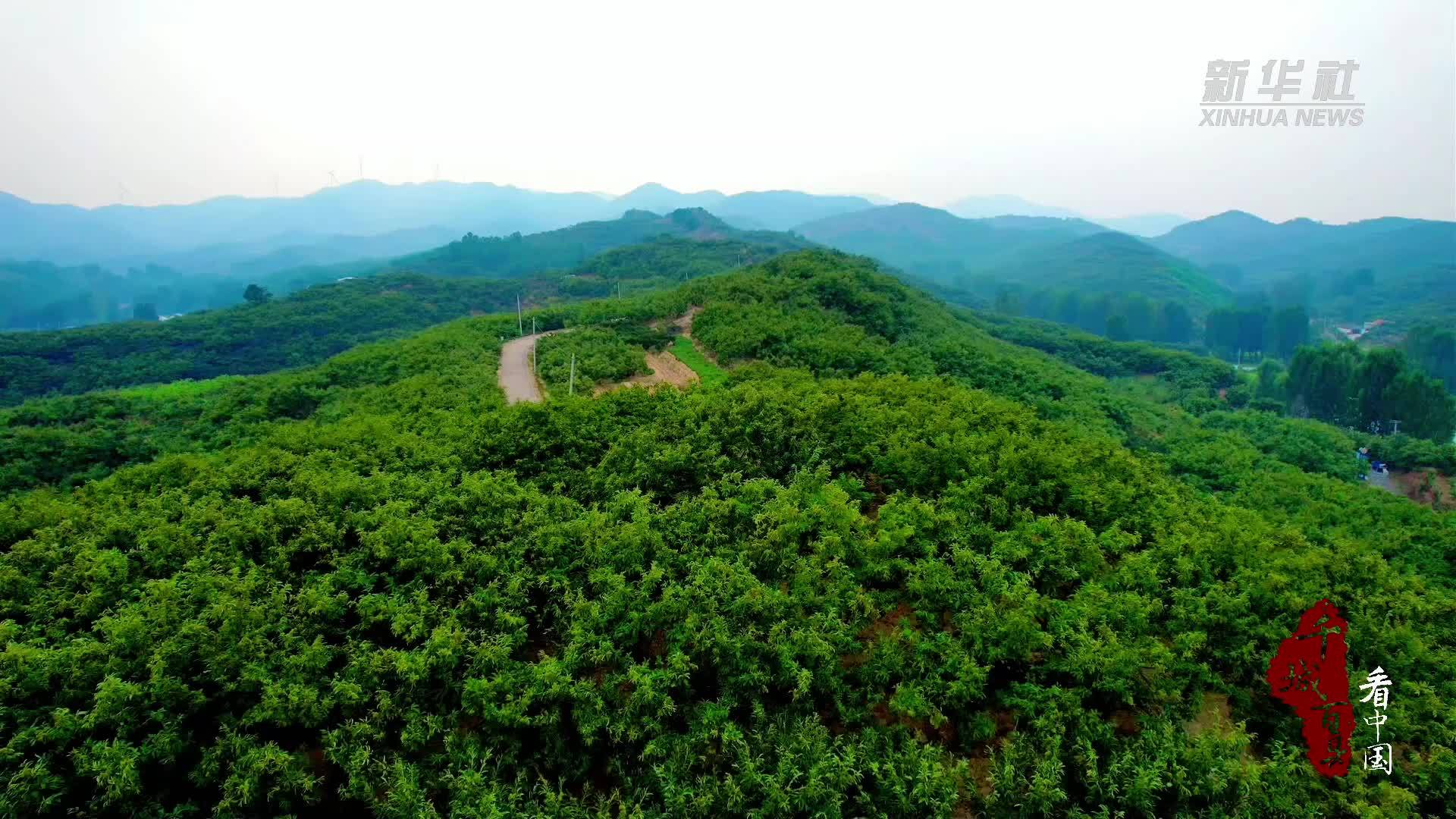 千城百县看中国｜山东临朐：板栗大丰收 农户收获忙