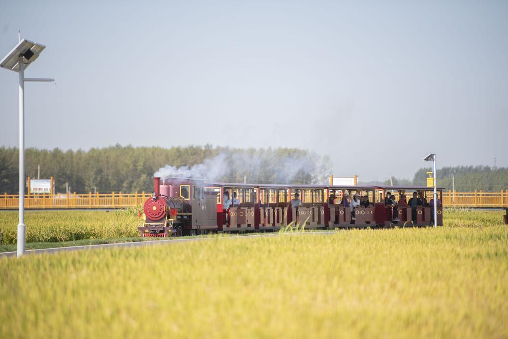 双阳区齐家镇曙光村稻田有轨小火车在稻田中穿行。