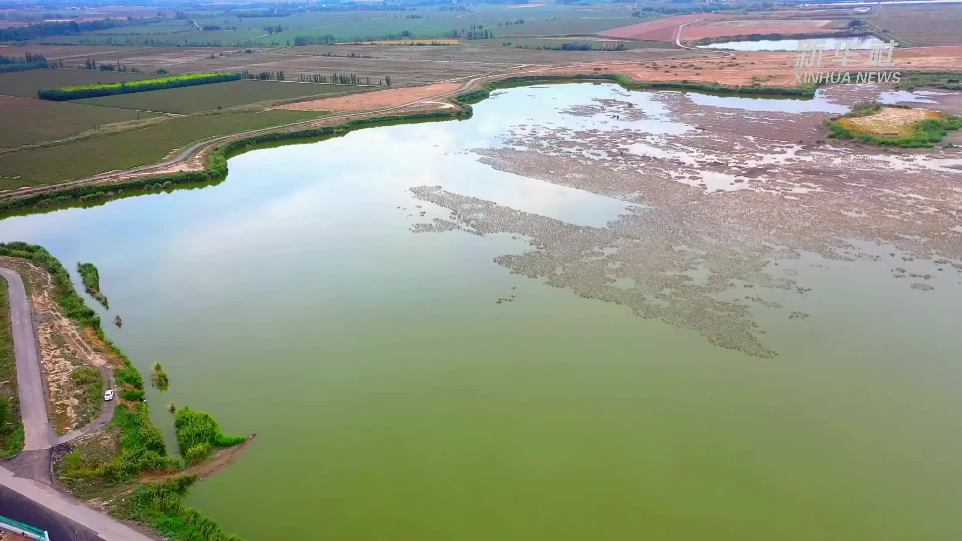 千城胜景｜秋染百泉湖 候鸟休憩美