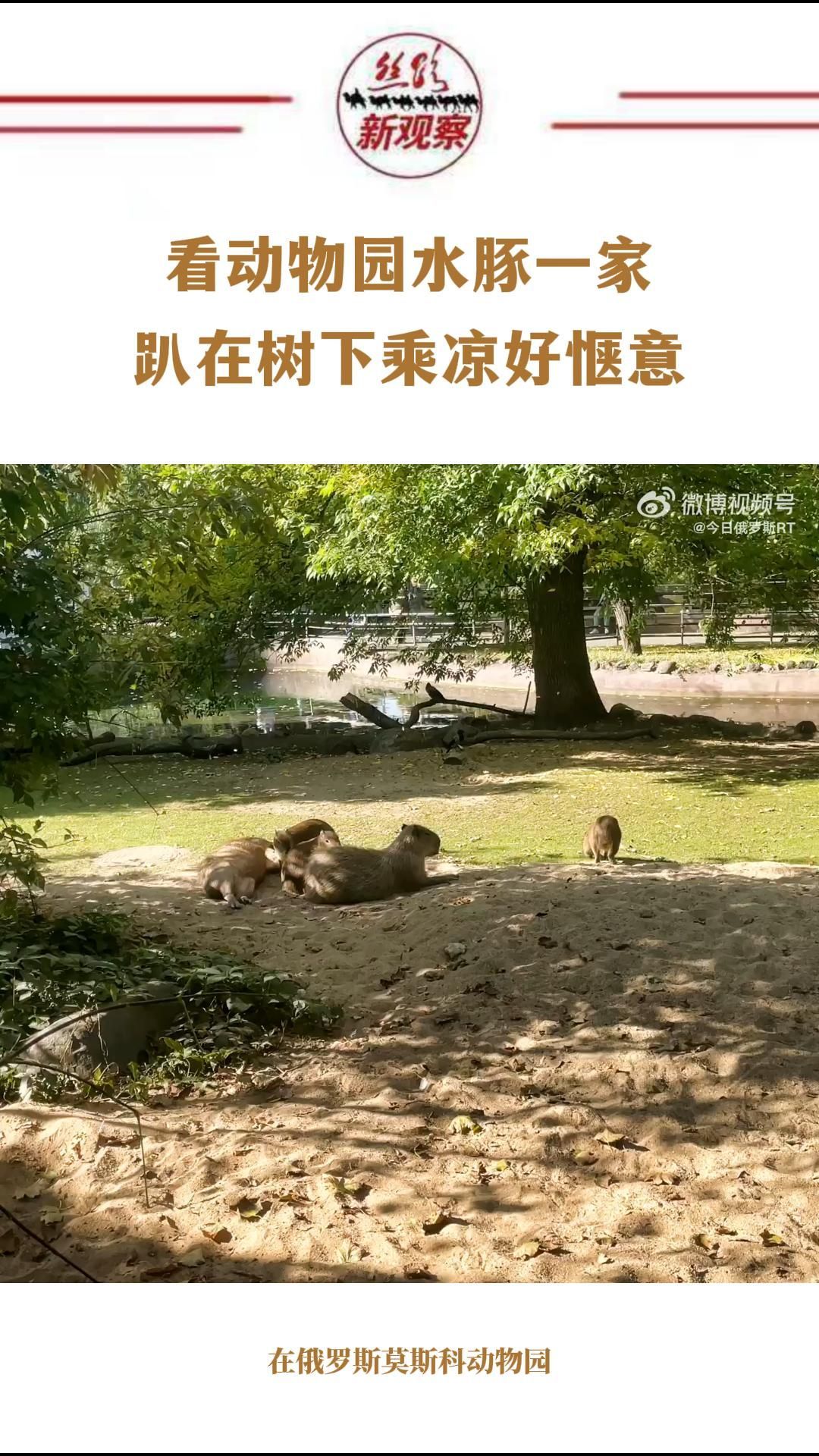 广州广州动物园两只非洲狮趴在草地上乘凉摄影图配图高清摄影大图-千库网