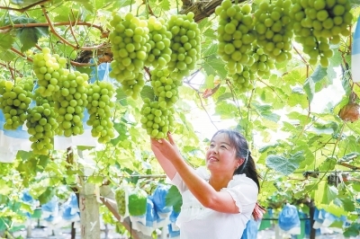 景阳镇阳光玫瑰喜获丰收