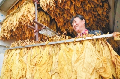 洛宁烟叶种出群众致富路