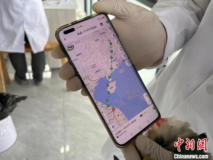 9月22日，营盘圩环志站工作人员的手机上显示着候鸟迁徙路线。李韵涵 摄