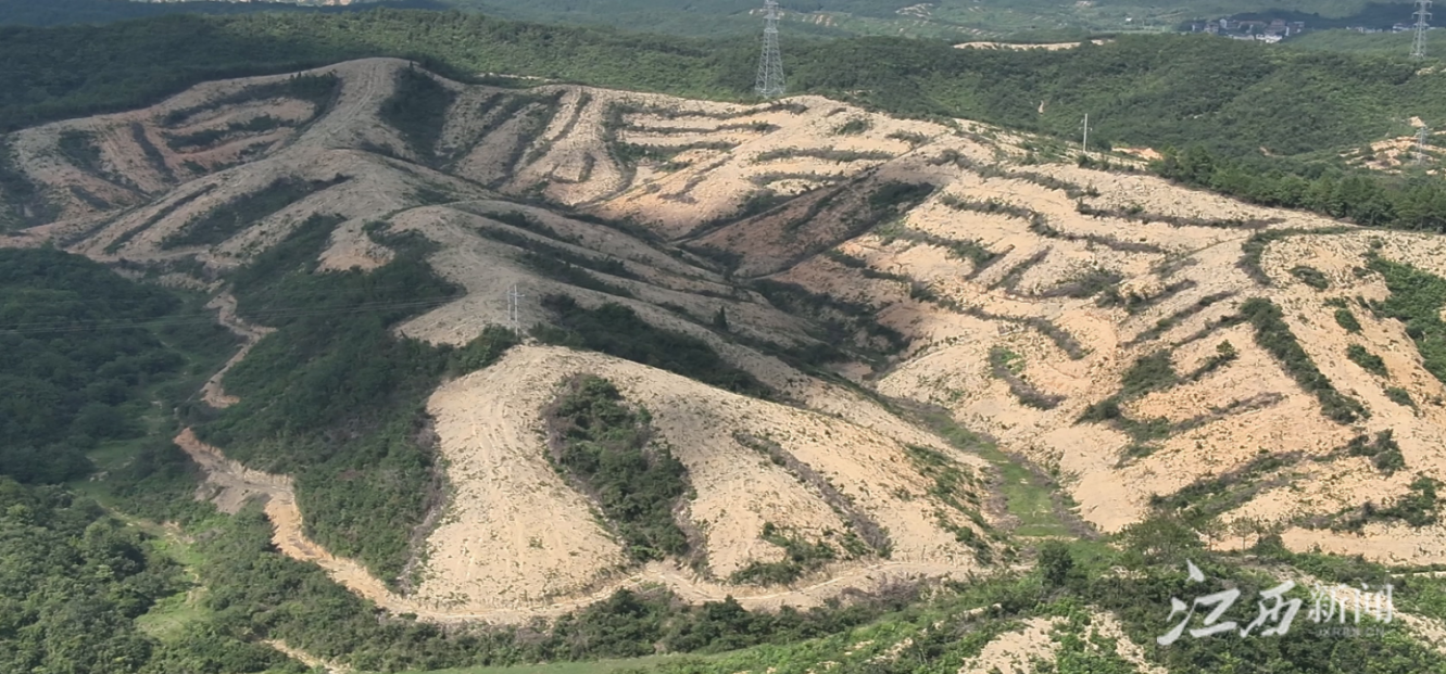 ▲油墩街镇港湖村王四组附近省级公益林采伐现状。