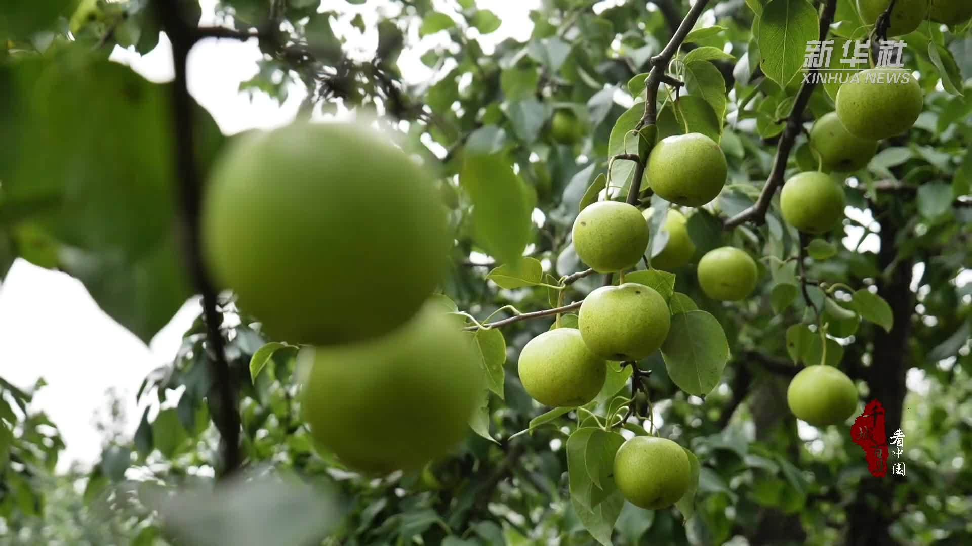 千城百县看中国｜河北昌黎：甜蜜京白梨 铺就致富路