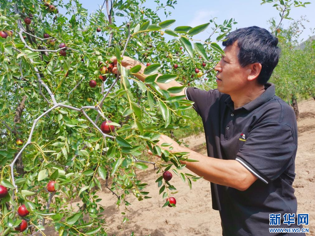 郭海燕在枣园查看红枣长势。新华网 郝云菲摄