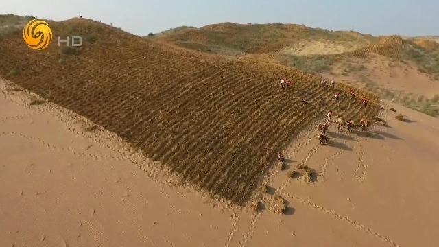 中国原创科技“草方格”，让土地荒漠化和沙化的扩展趋势得到有效遏制