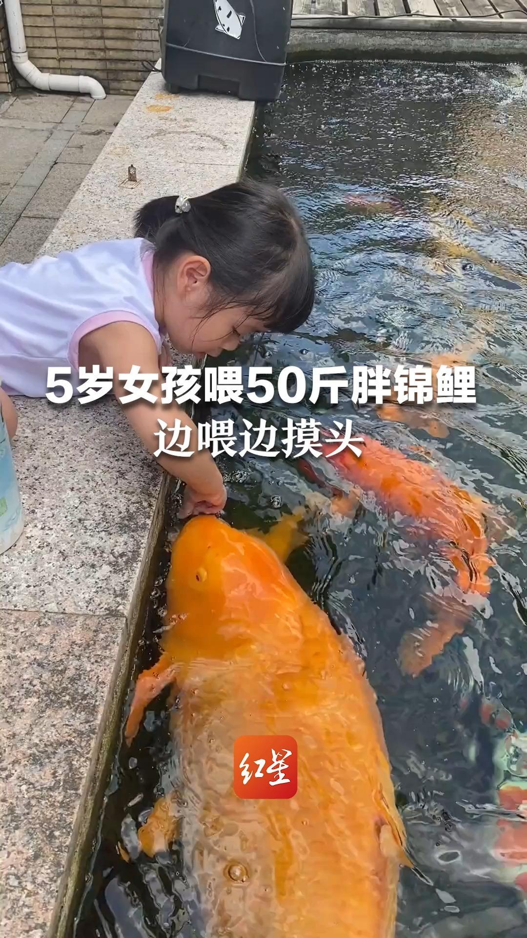 5岁女孩喂50斤胖锦鲤，边喂边摸头