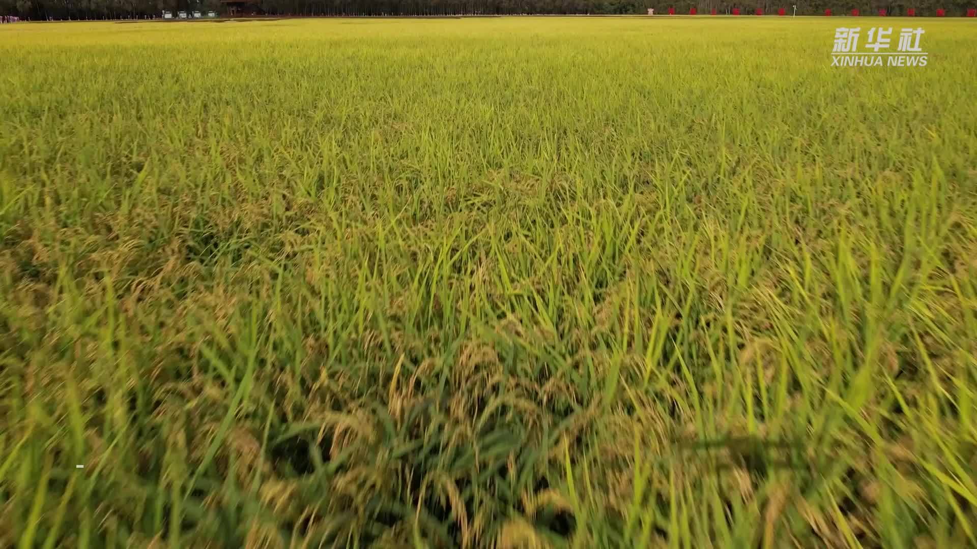 黑龙江建三江：电力护航垦区水稻丰收