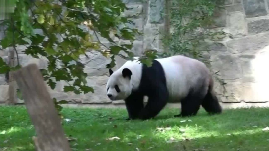 3只大熊猫将返回中国，华盛顿国家动物园举行9天的欢送会