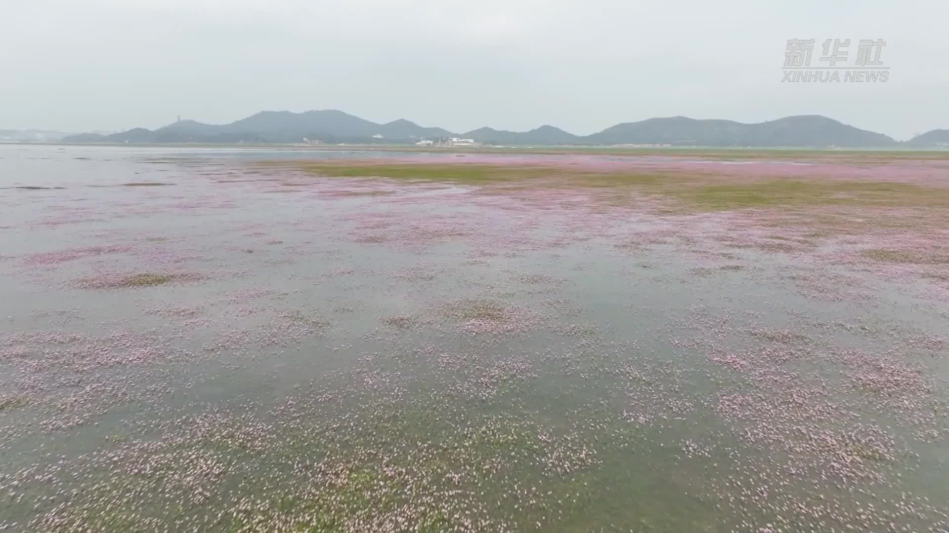 鄱阳湖蓼子花图片