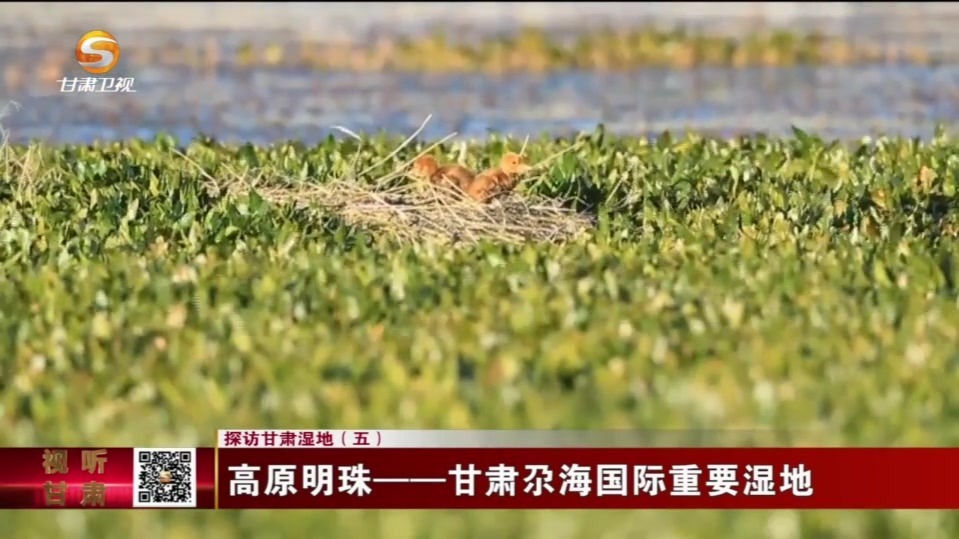 【视频】甘肃尕海国际重要湿地