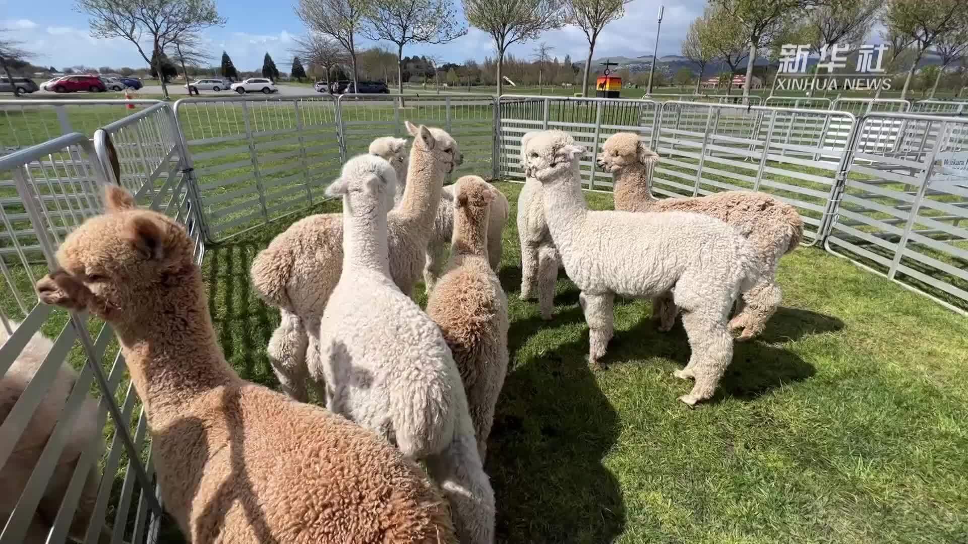 呆萌可爱新西兰举行全国羊驼展