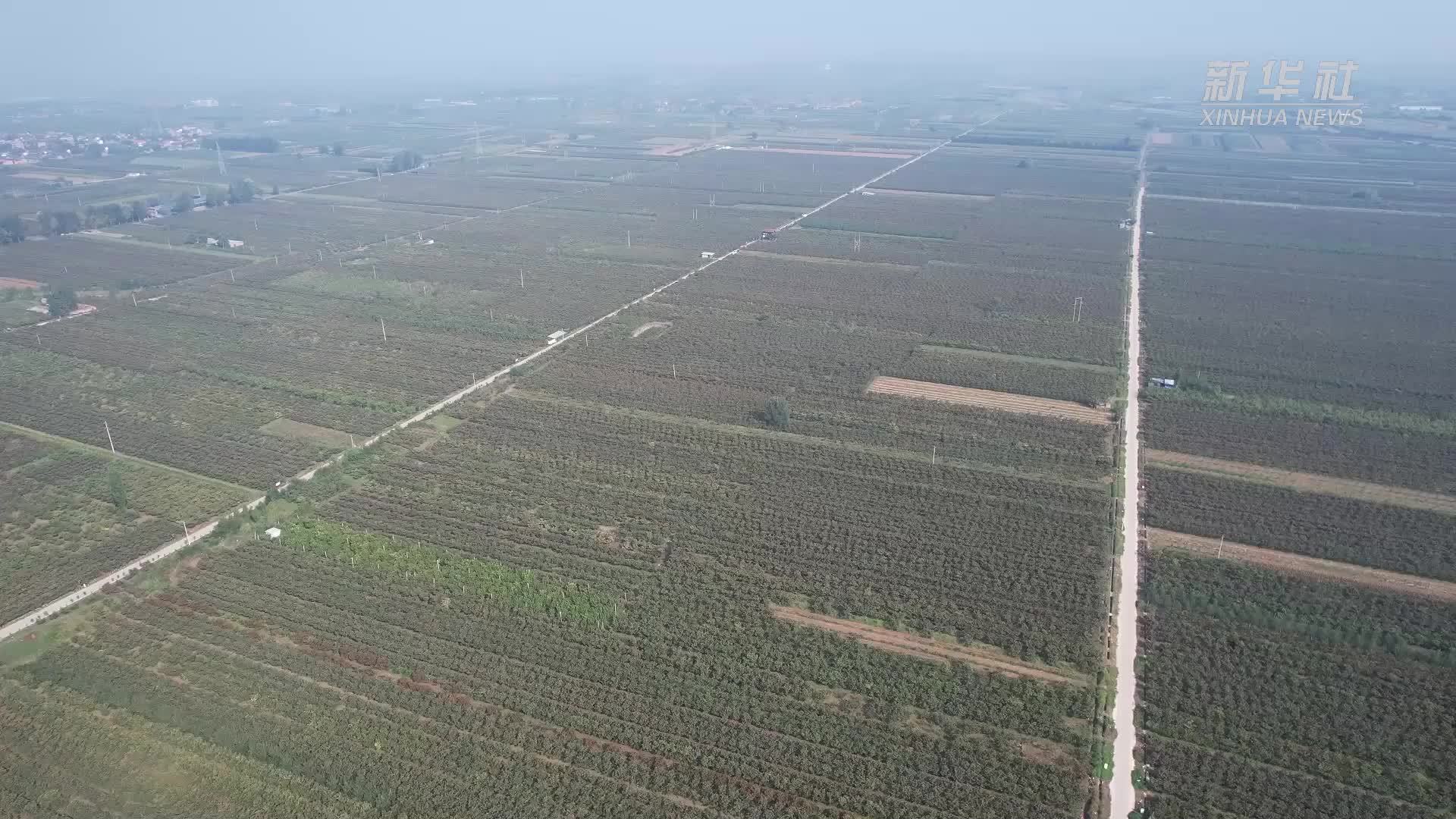 山西绛县：十万亩山楂迎来丰收季