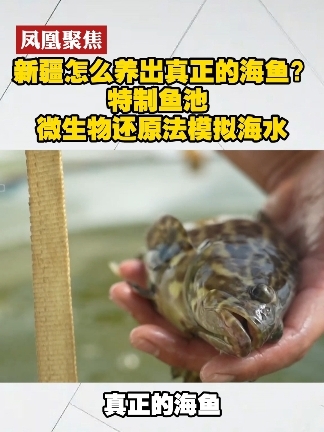 新疆怎么养出真正的海鱼？特制鱼池 微生物还原法模拟海水#凤凰聚焦  #新疆海鲜 #海鲜水产