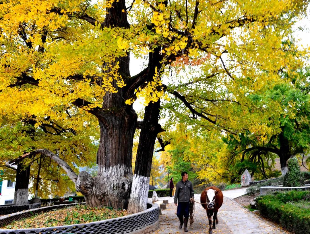 陇南61徽县叁也饱了口福既饱了眼福一趟旅行……铁板羊肉,牛肉馄饨