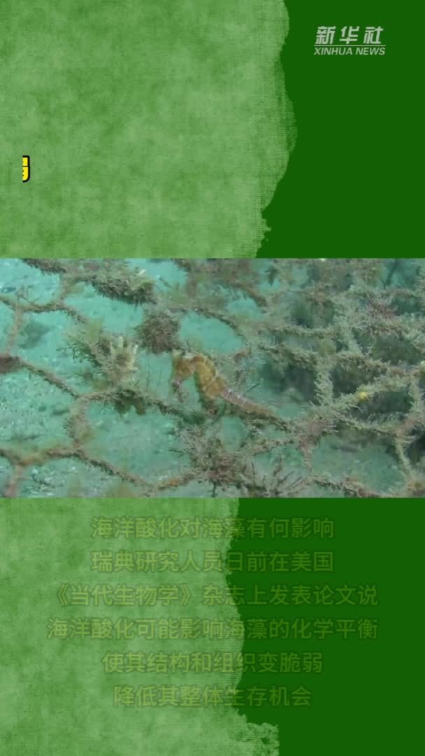 新研究：海洋酸化可能使海藻物种变脆弱