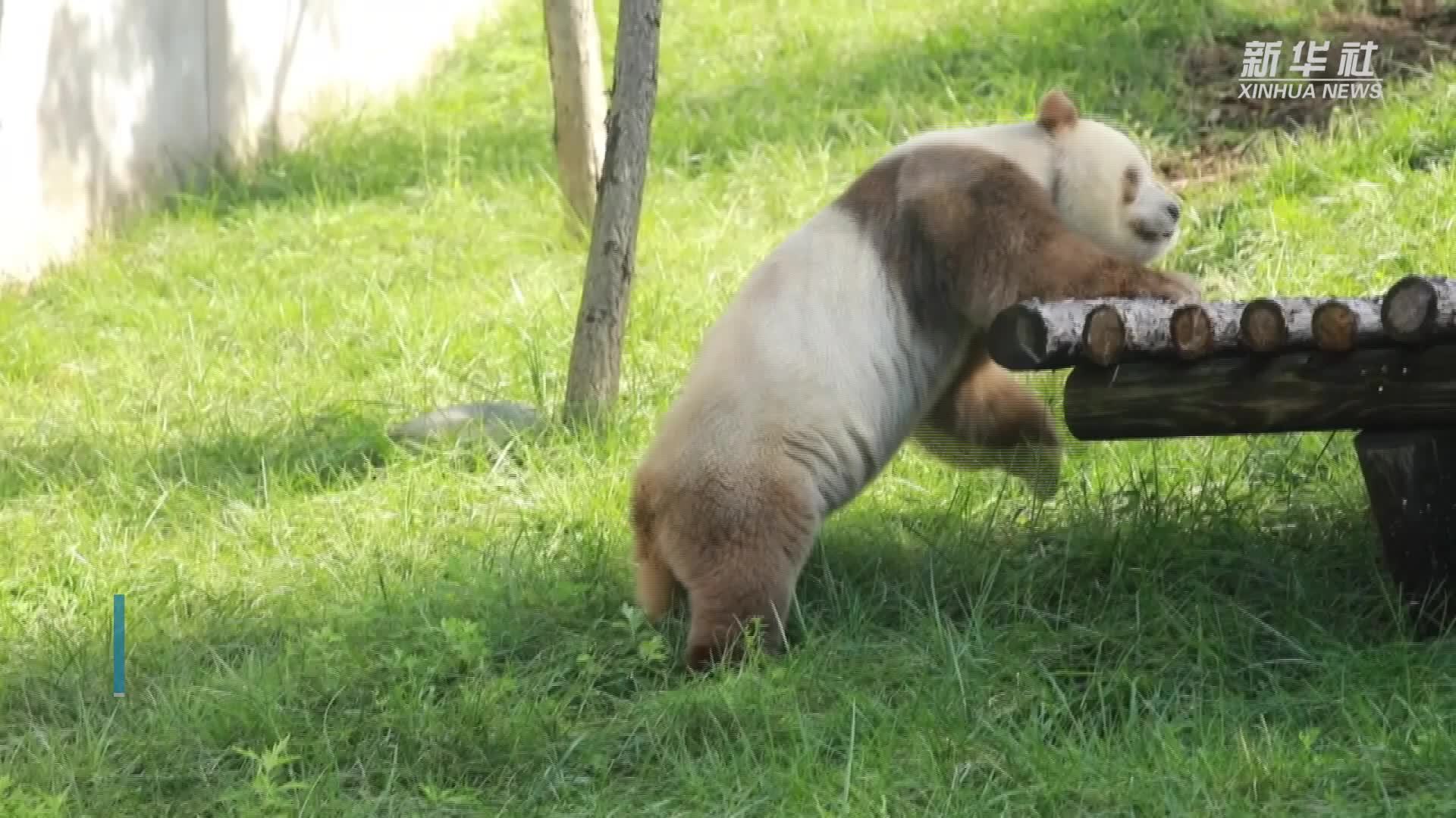 棕色大熊猫七仔静享秋日时光