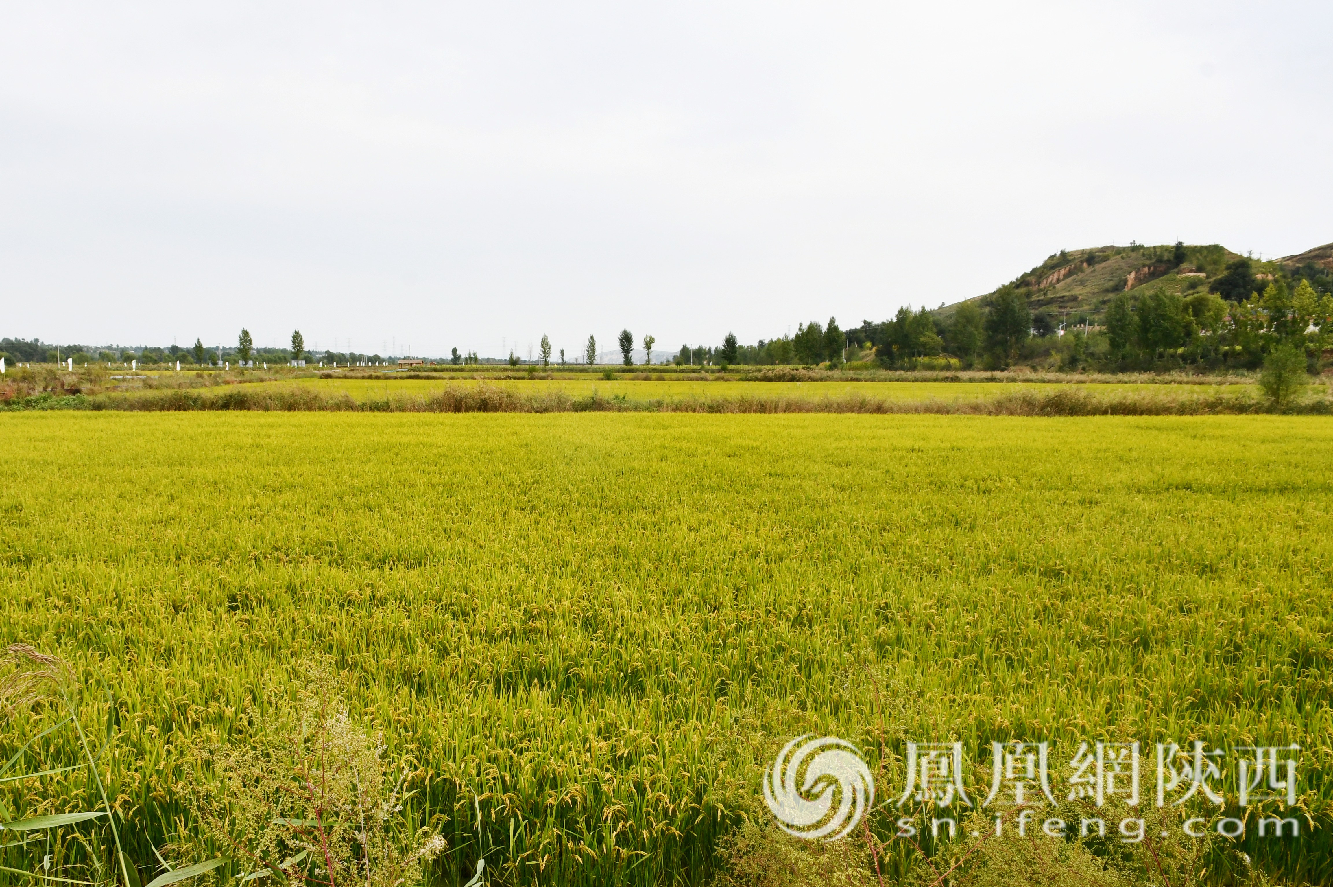 横山稻蟹一地双产 丰收季里稻田蟹逅