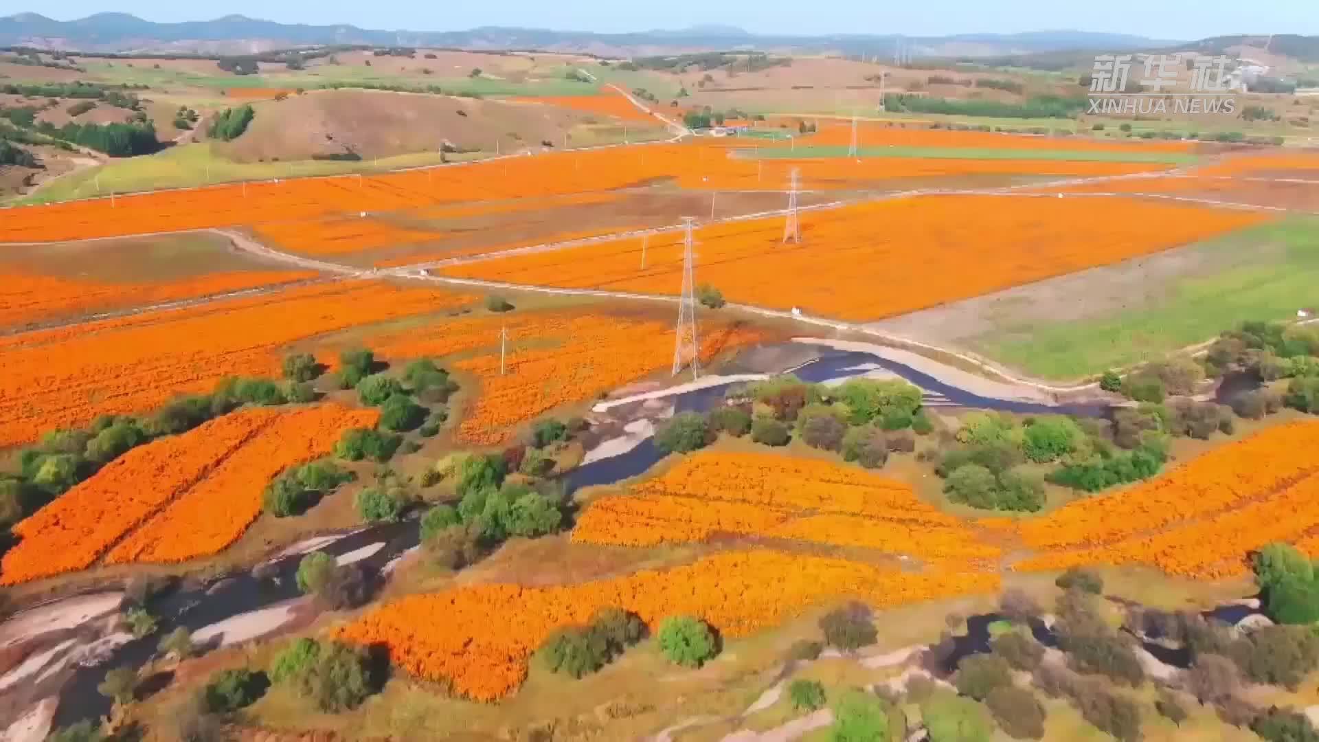 千城胜景｜内蒙古扎兰屯：秋日好时光 丰收农事忙