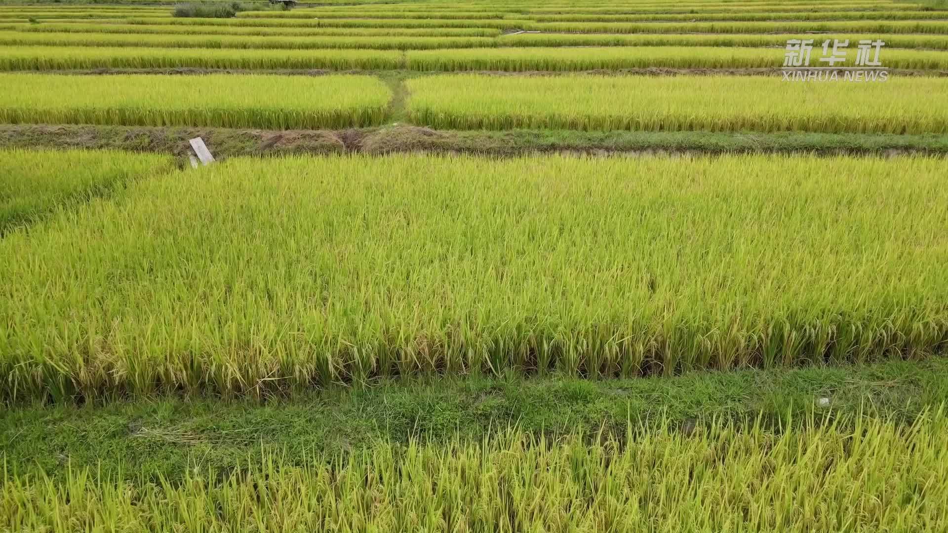 高原水稻迎丰收