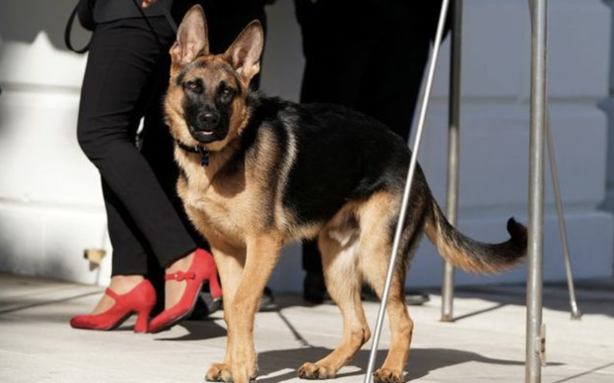 多次咬人后 拜登爱犬被赶出白宫_凤凰网视频_凤凰网