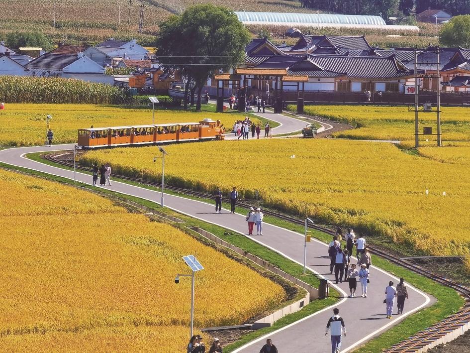 长春市双阳区齐家镇曙光村开发稻田小火车、稻田画、科普长廊等农旅项目，全力做好“农业+文旅”这篇文章。图为游客闻着稻香，观赏稻浪。