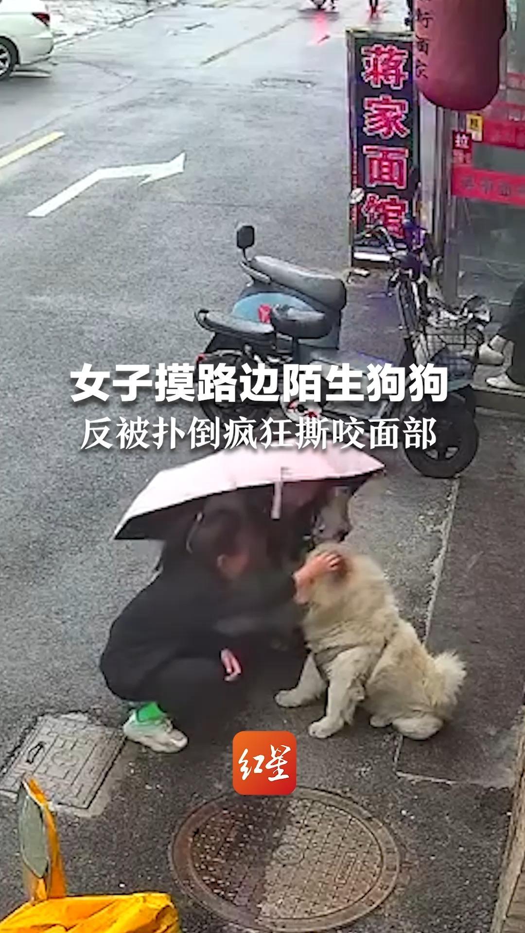 湘潭女子遭黑狗当街撕咬，涉事犬种在北京、成都等多地禁养_澎湃湖南_澎湃新闻-The Paper