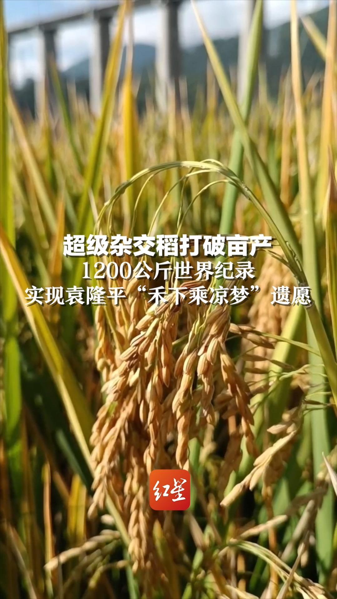 如何实现全面机械化制种杂交水稻？ - 知乎