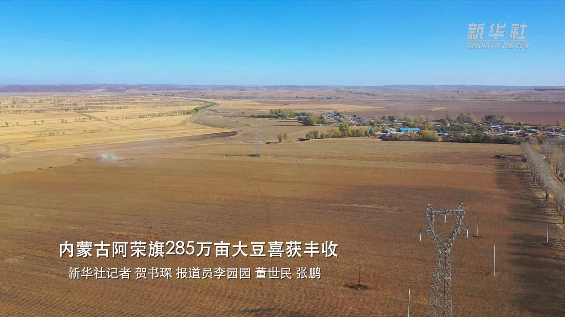 内蒙古阿荣旗285万亩大豆喜获丰收
