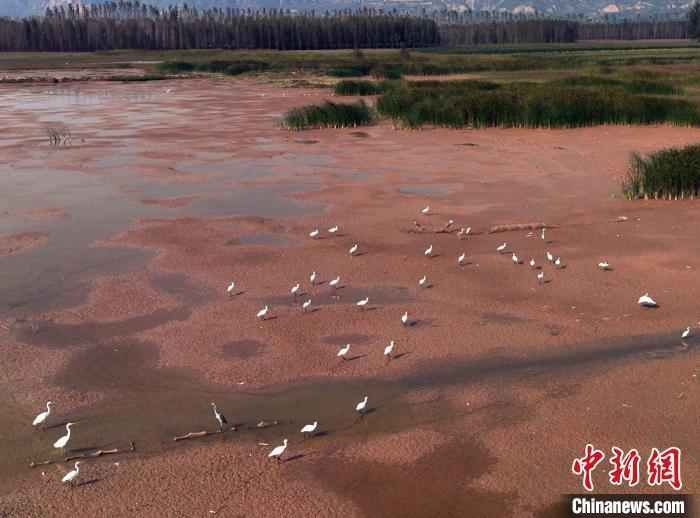 白鹭和白琵鹭在嬉戏觅食。　张明云 摄