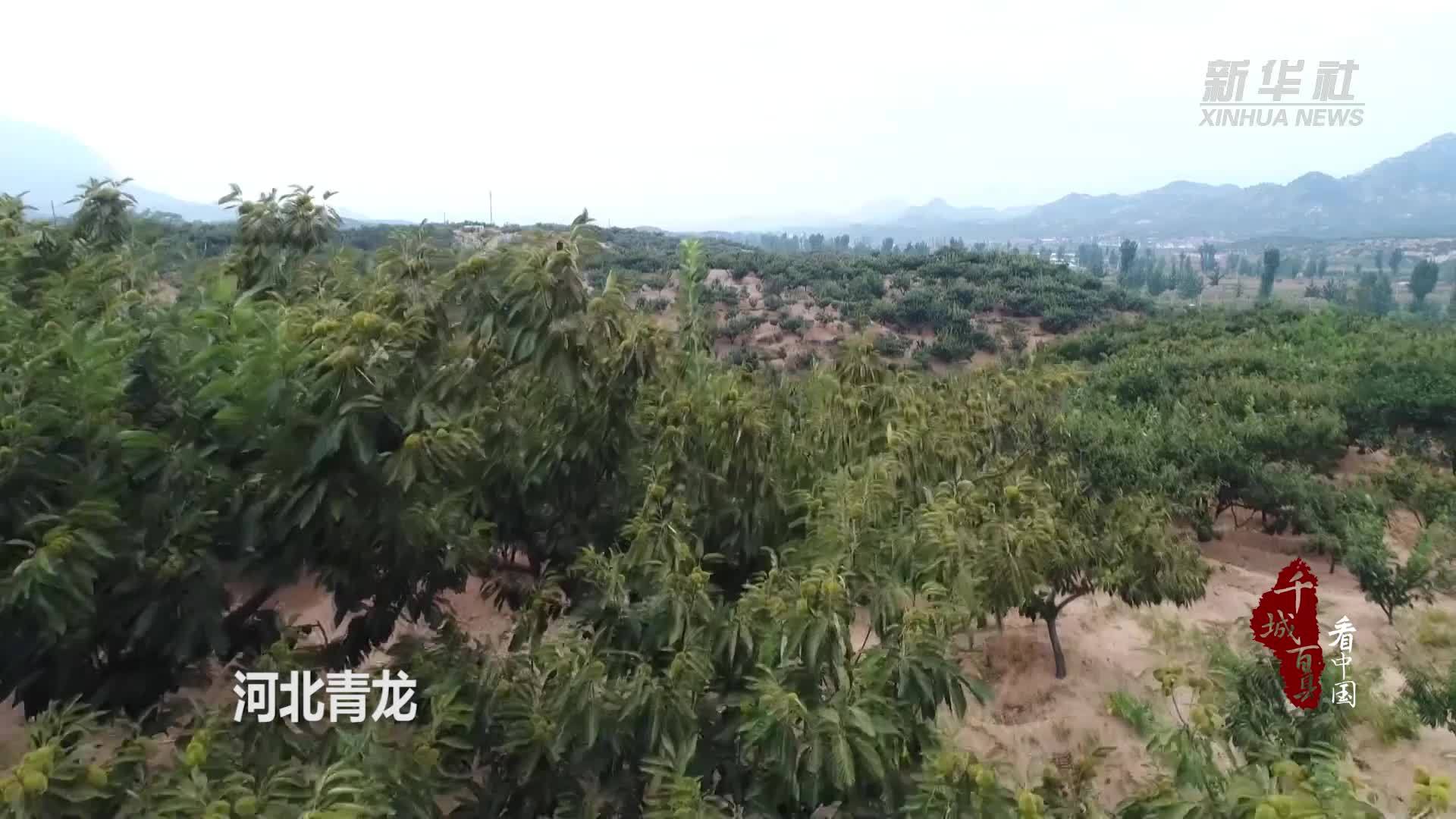千城百县看中国｜河北青龙：百万亩板栗迎来收获季