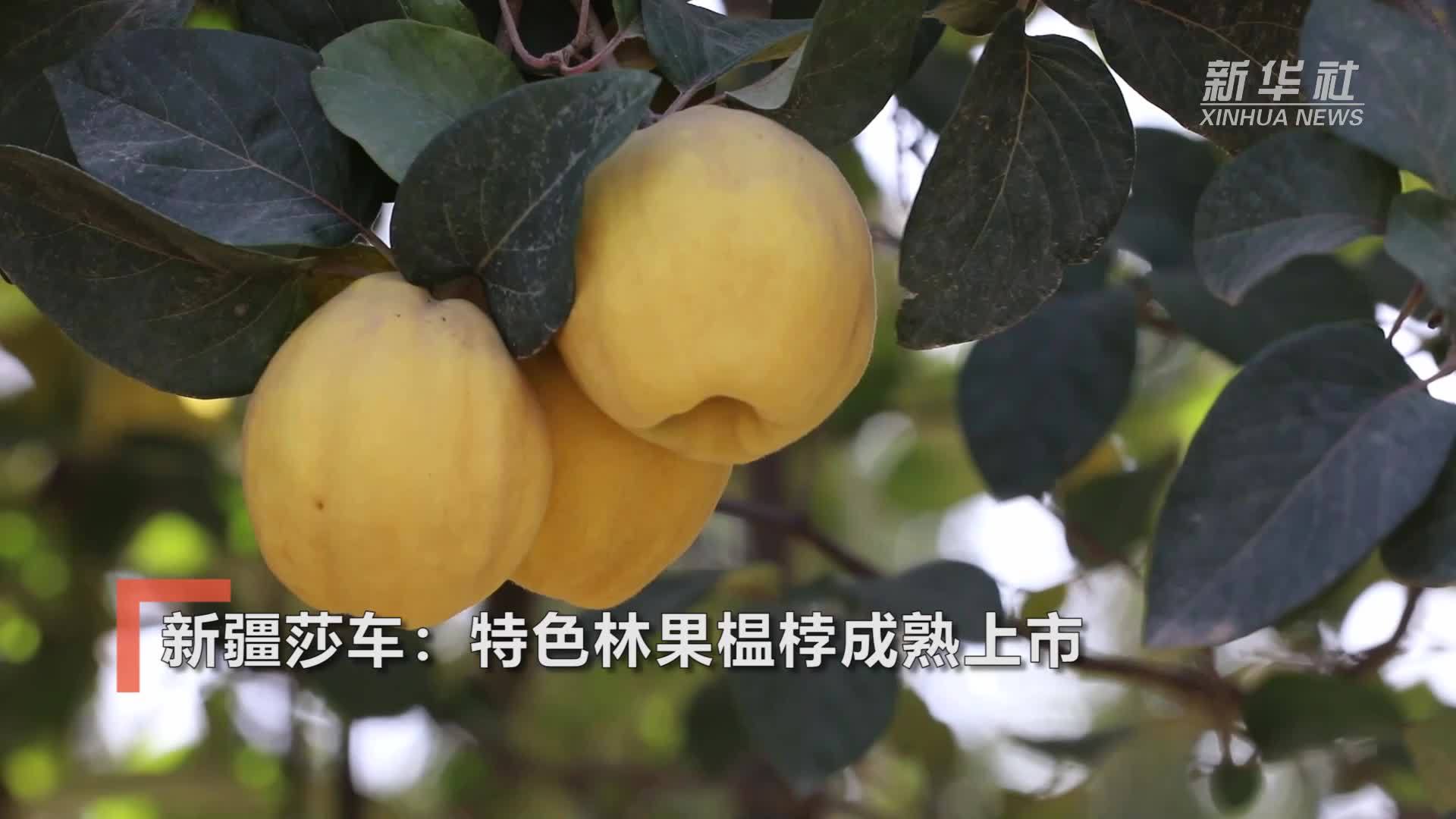 新疆莎车：特色林果榅桲成熟上市