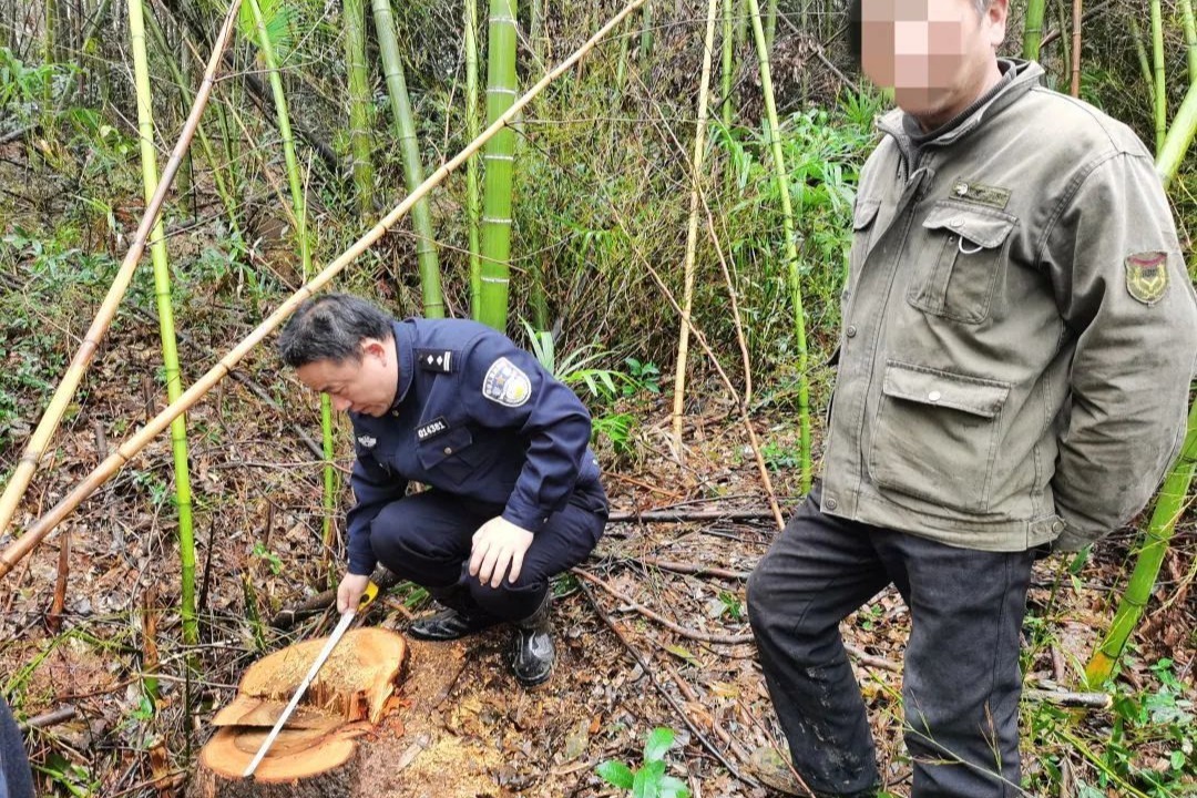 长株潭绿心特大盗伐林木案，详情披露！
