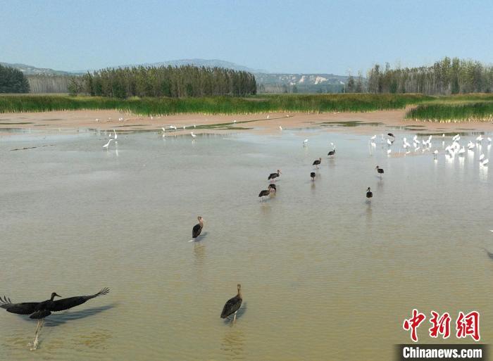 图为黑鹳、白鹭和白琵鹭在水中觅食。张明云 摄