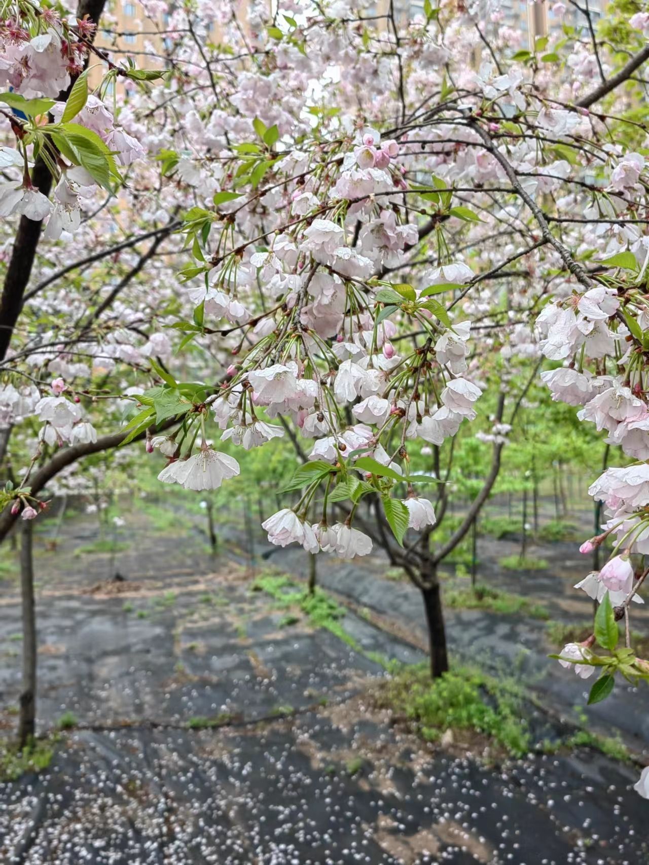 市园林科普公园樱花科研苗圃内春天盛开的奖章樱。聂超仁 摄