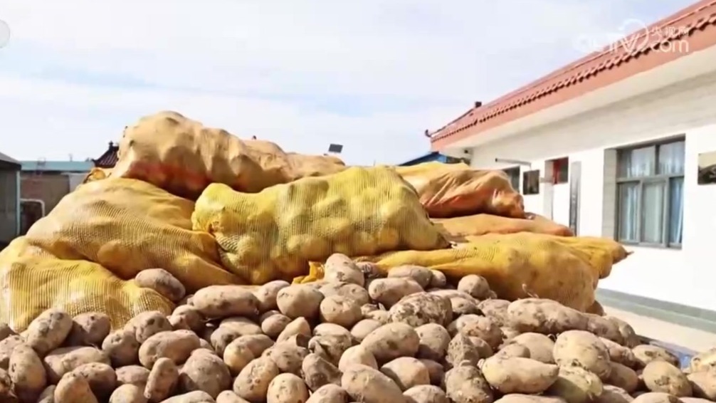 丰收了！甘肃陇西30余万亩马铃薯迎来丰收