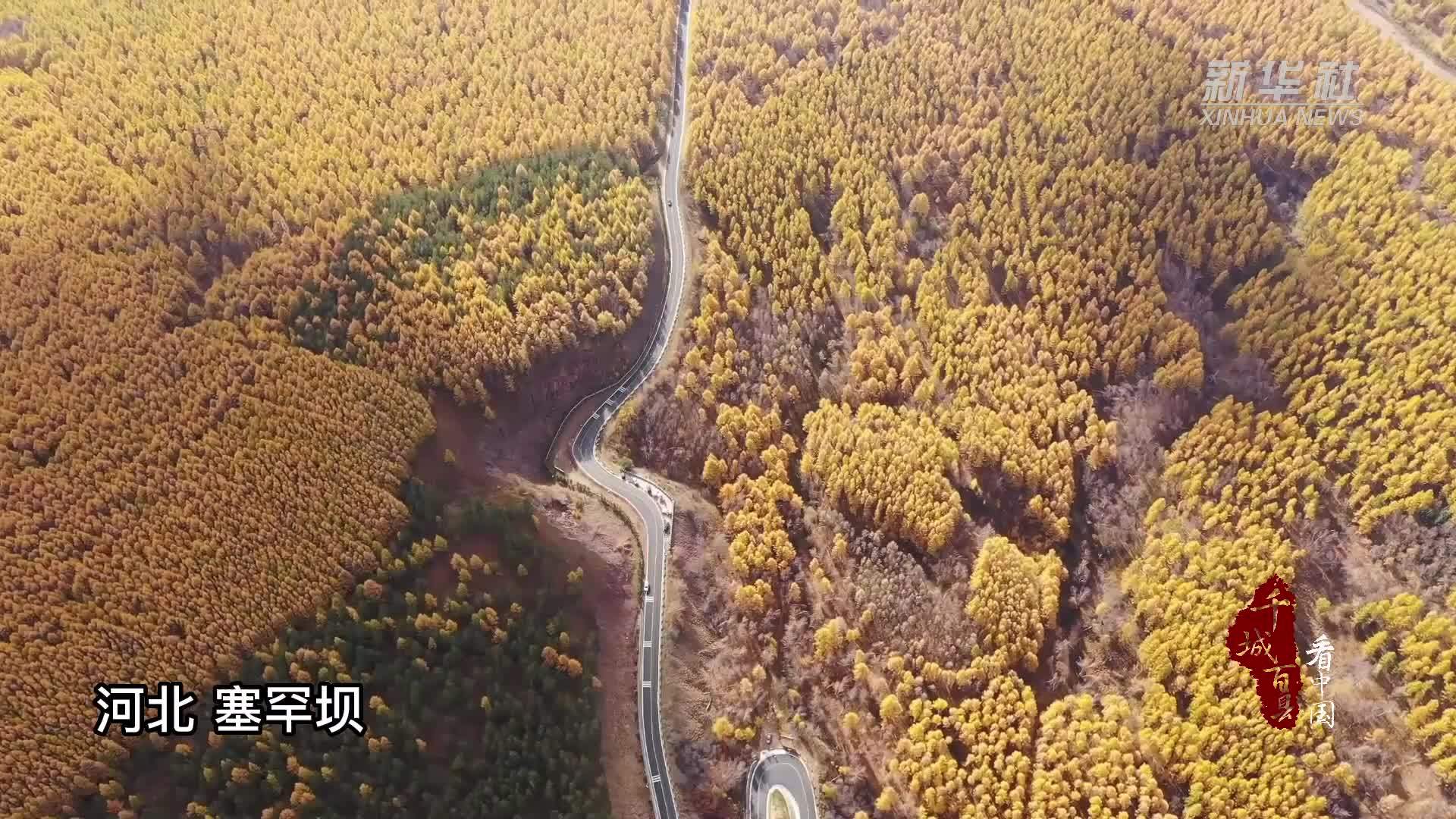 千城百县看中国｜河北塞罕坝：深秋林海色彩斑斓