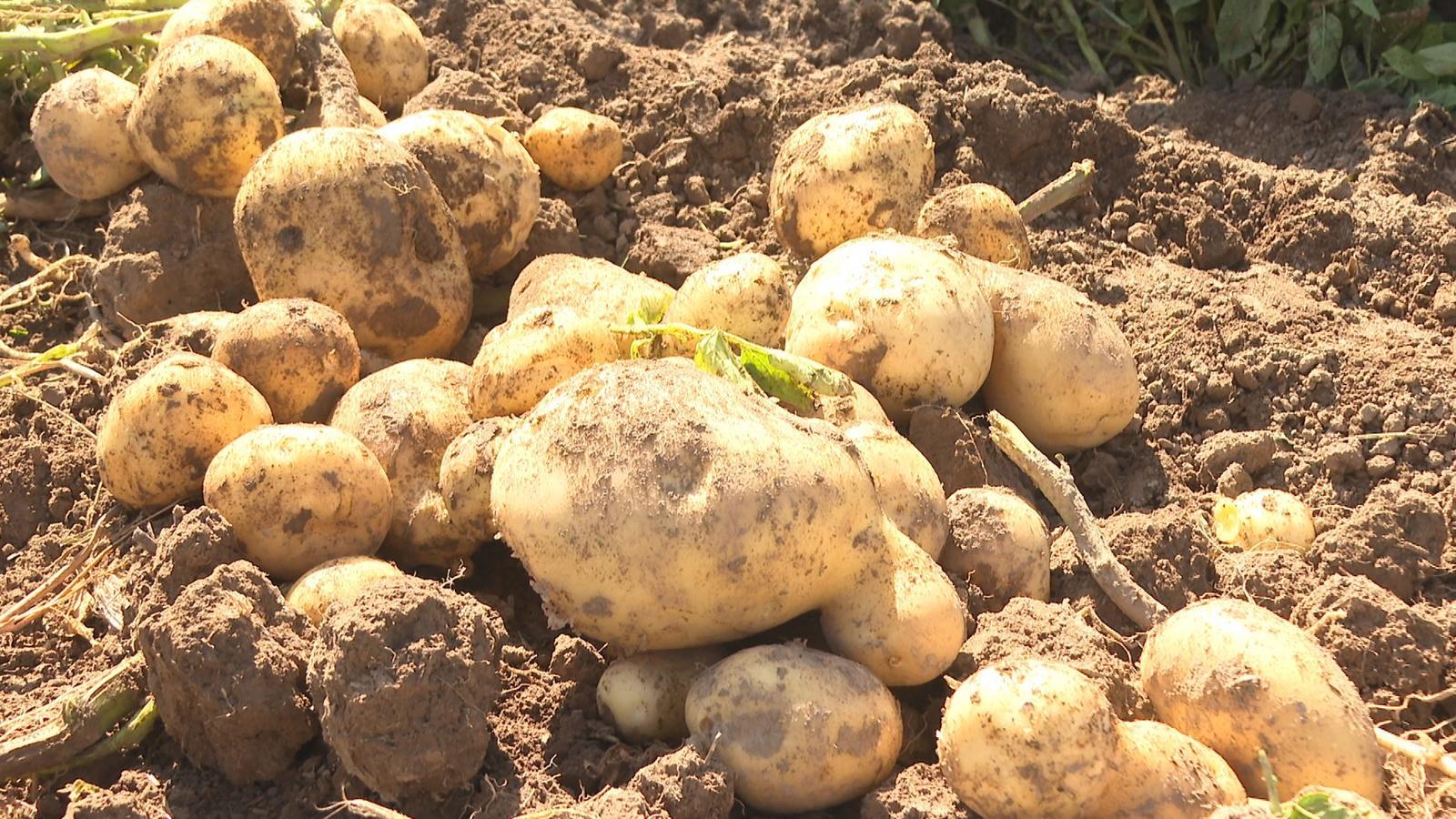 永昌大放“薯”光　2.5万亩“金蛋蛋”丰收啦