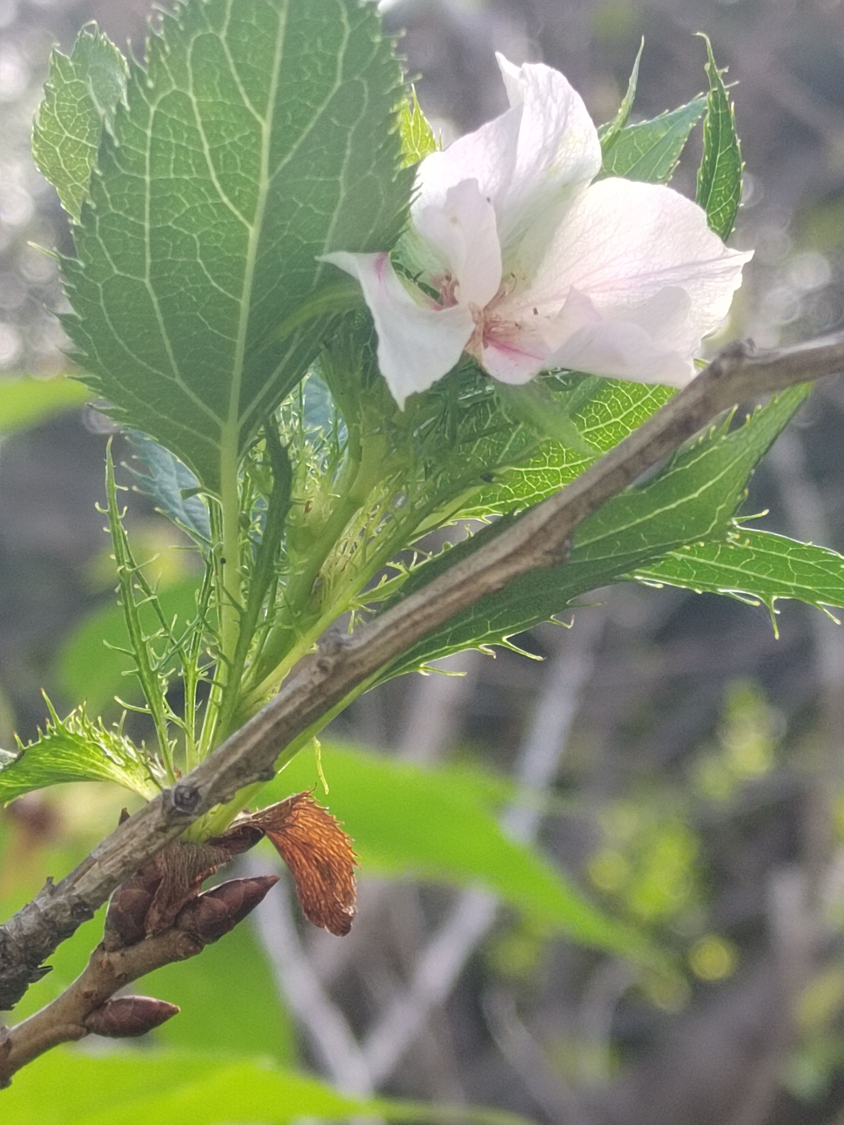 青山公园反季开放的樱花。通讯员段丽华 摄