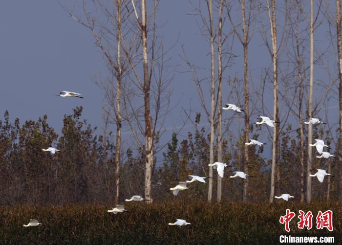 成群的白琵鹭在空中翱翔。张明云 摄