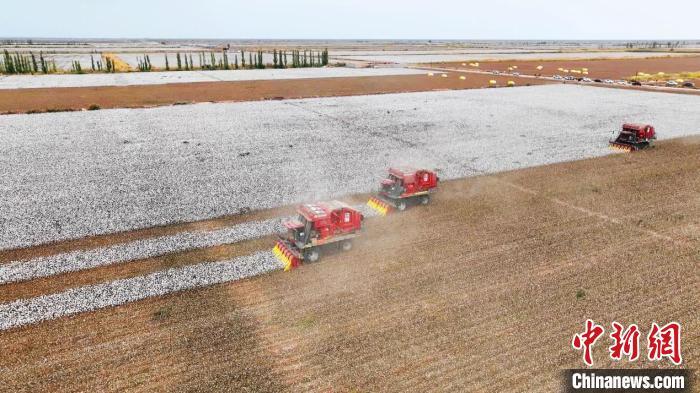 新疆温宿县古勒阿瓦提乡提根村的一处棉花棉田,颗颗棉桃争相炸蕾吐絮,密密麻麻的棉朵压满枝头、洁白胜雪。(赵新昌 摄)