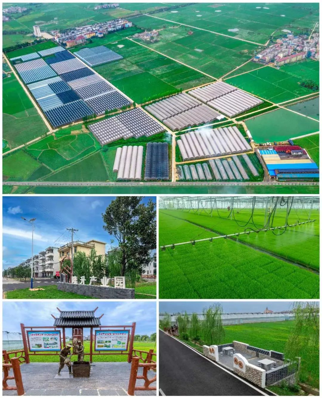 ▲村企融合产业旺