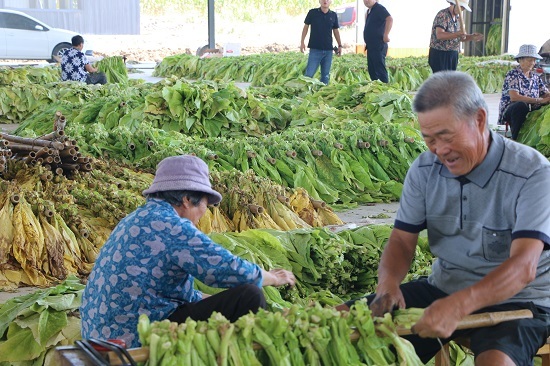 走进沂南看振兴 | 从工业小镇到农业强镇 看沂南大庄如何走好乡村振兴