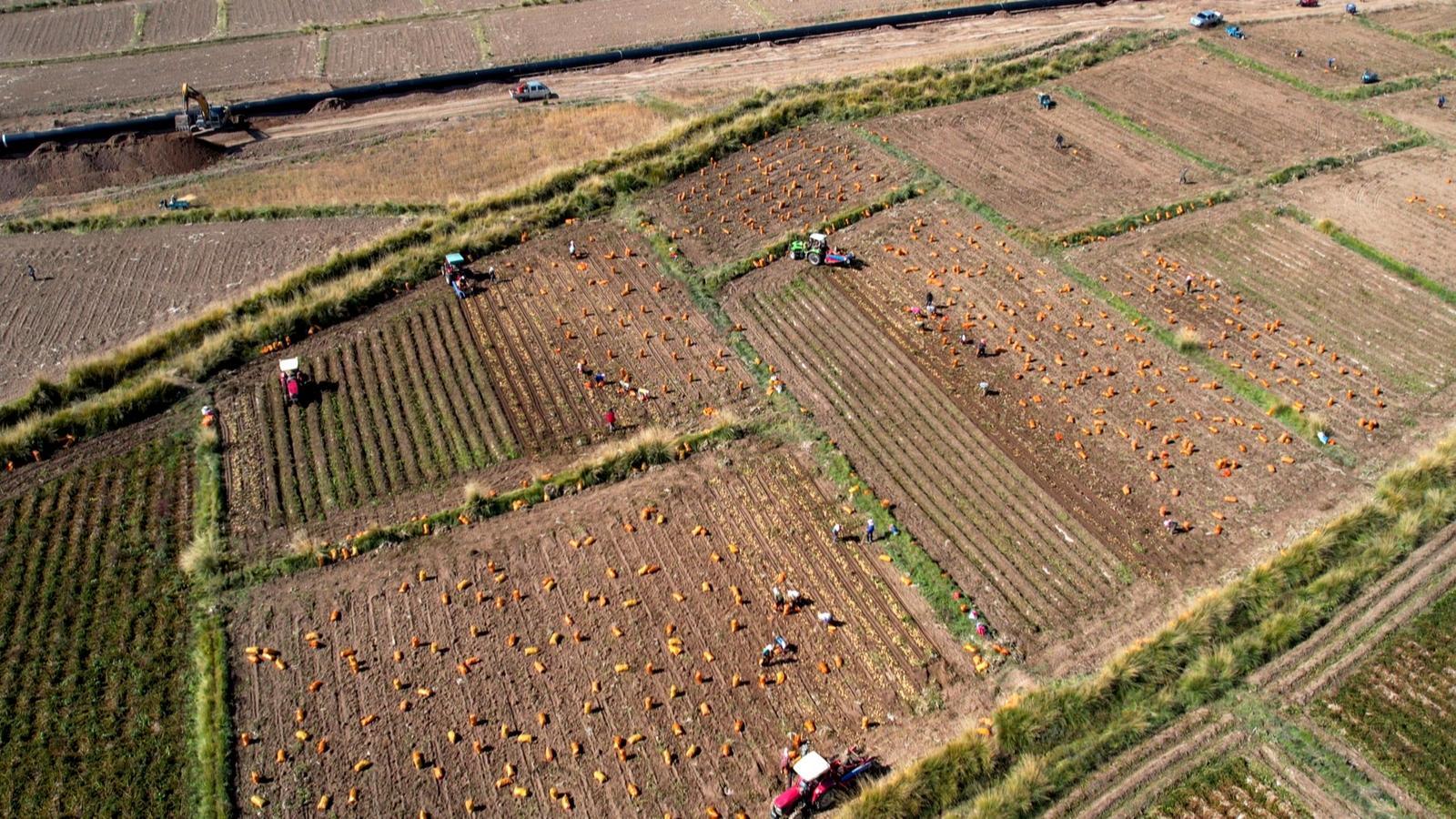 永昌大放“薯”光　2.5万亩“金蛋蛋”丰收啦