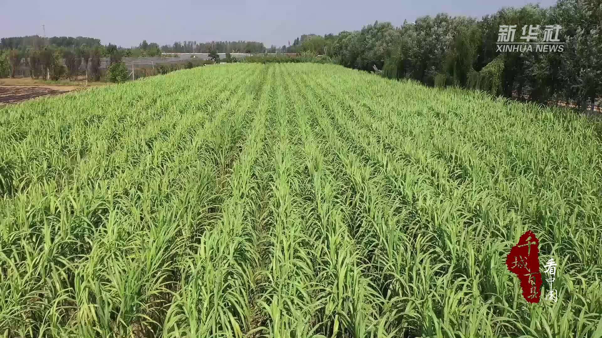 千城百县看中国｜山东巨野：南蔗北种“甜蜜”丰收