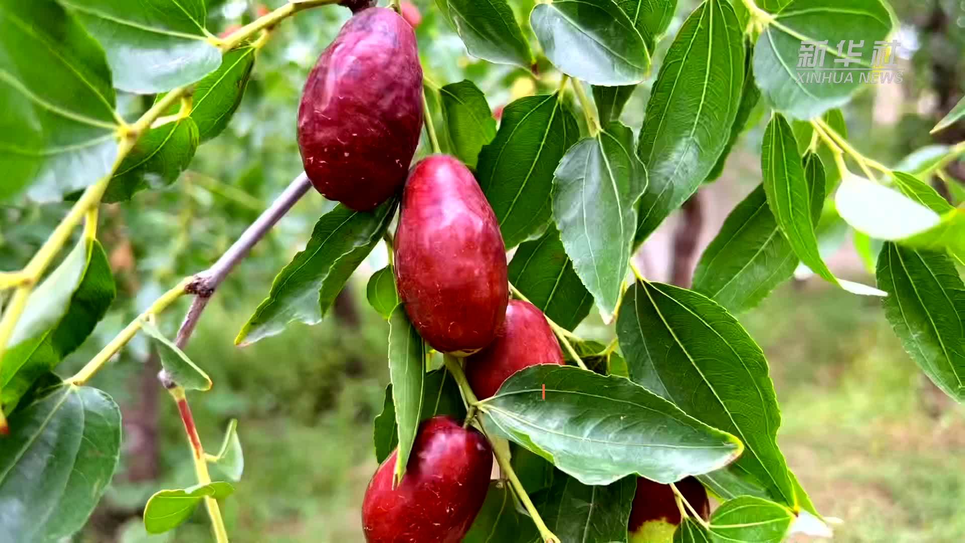 宁夏灵武：长枣飘香