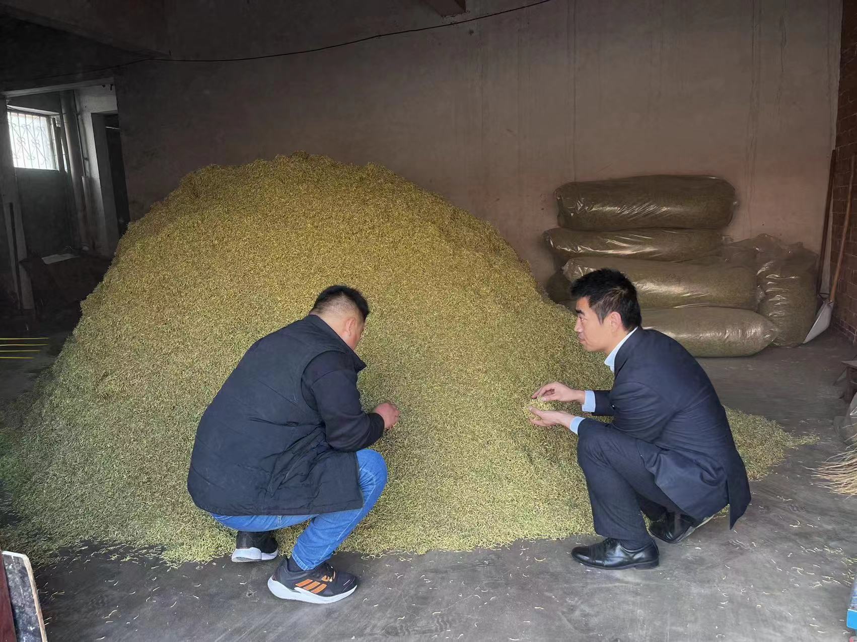 河北中行：金融“活水”来浇灌 金银花变“致富花”