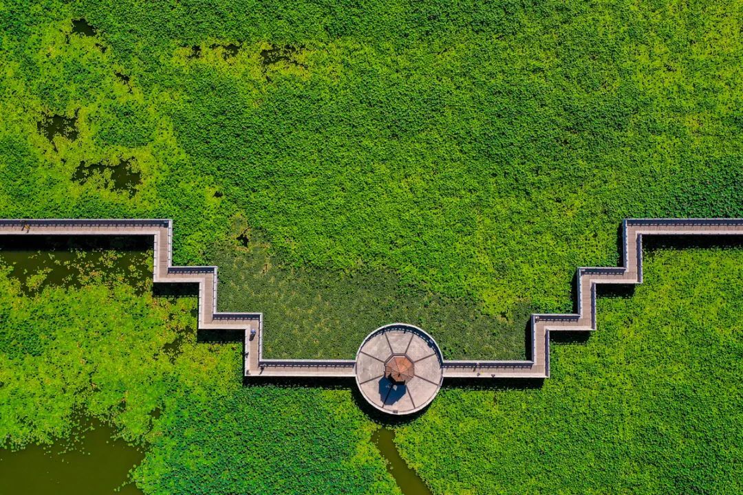 ▲陈坤　醉美荷塘